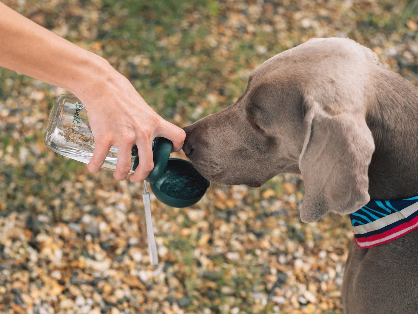 Gourde nomade pour chien avec bol intégré — Balade & voyage, Made in France · 550 ml