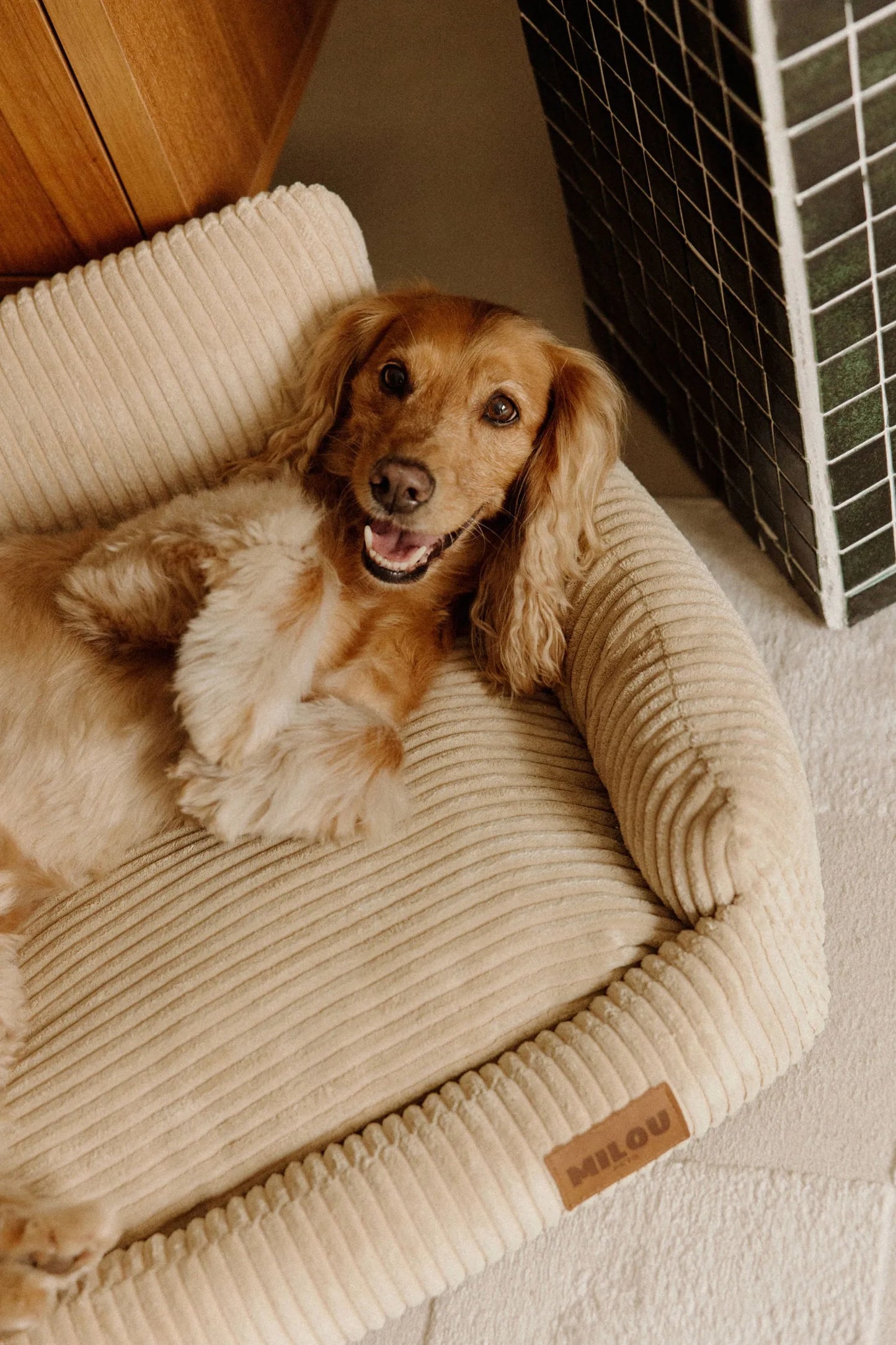 Panier orthopédique pour chien — Mémoire de forme, velours 100% recyclé, déhoussable · 2 tailles
