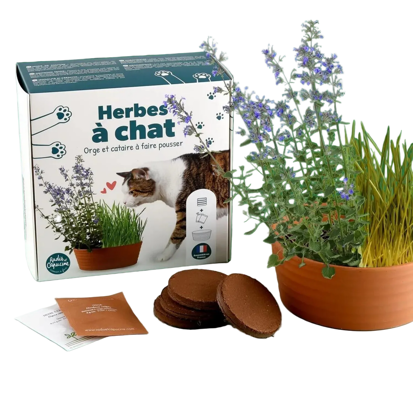 Coffret herbe à chat à cultiver — Kit complet