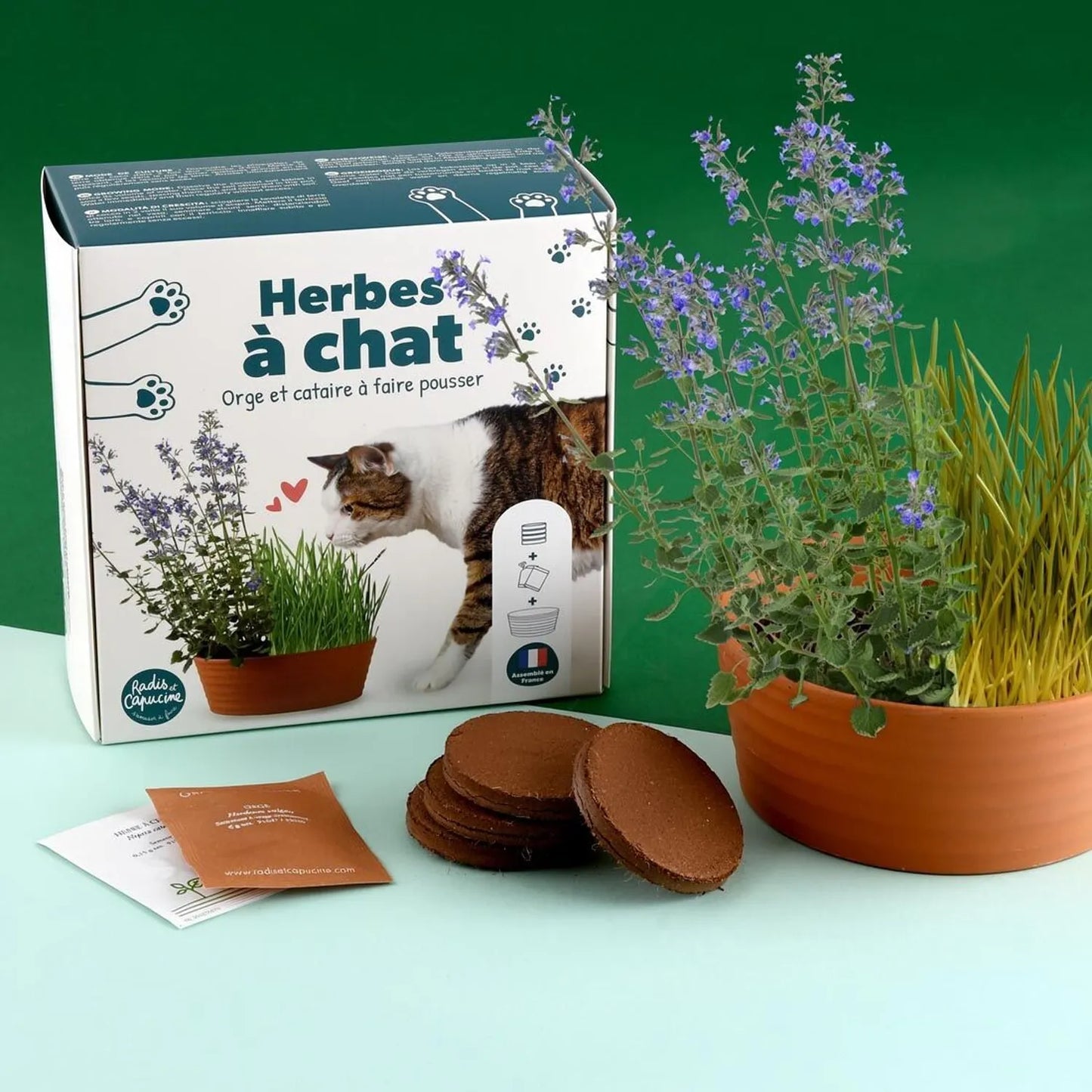 Coffret herbe à chat à cultiver — Kit complet