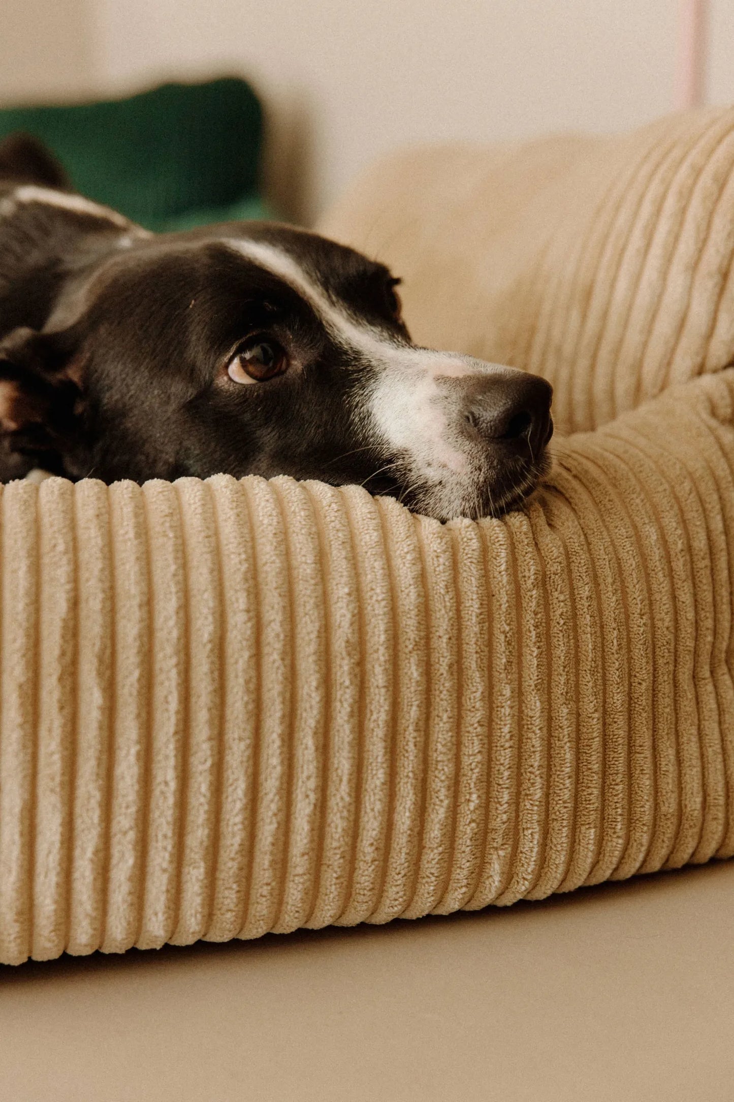 Panier orthopédique pour chien — Mémoire de forme, velours 100% recyclé, déhoussable · 2 tailles