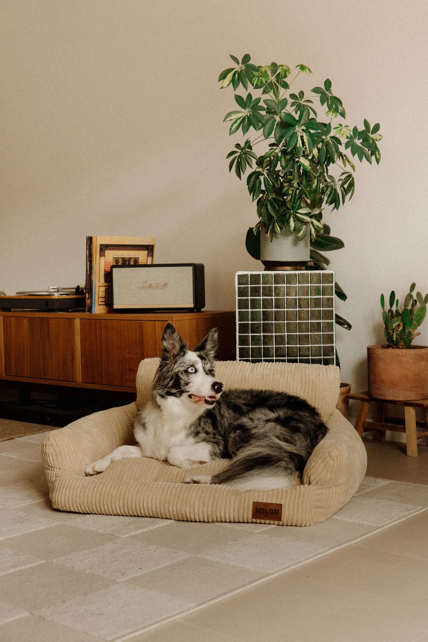 Panier orthopédique pour chien — Mémoire de forme, velours 100% recyclé, déhoussable · 2 tailles