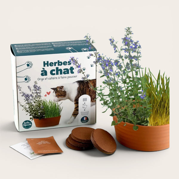 Kit herbe à chat à cultiver — Coffret complet avec gamelle & graines (cataire + orge)